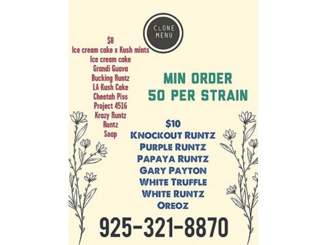 Premium Teens and Clones for Sale in San Jose