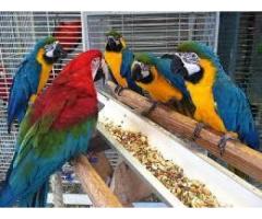 Macaw /African Grey parrots for sale